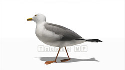 Image CG Gull Gull